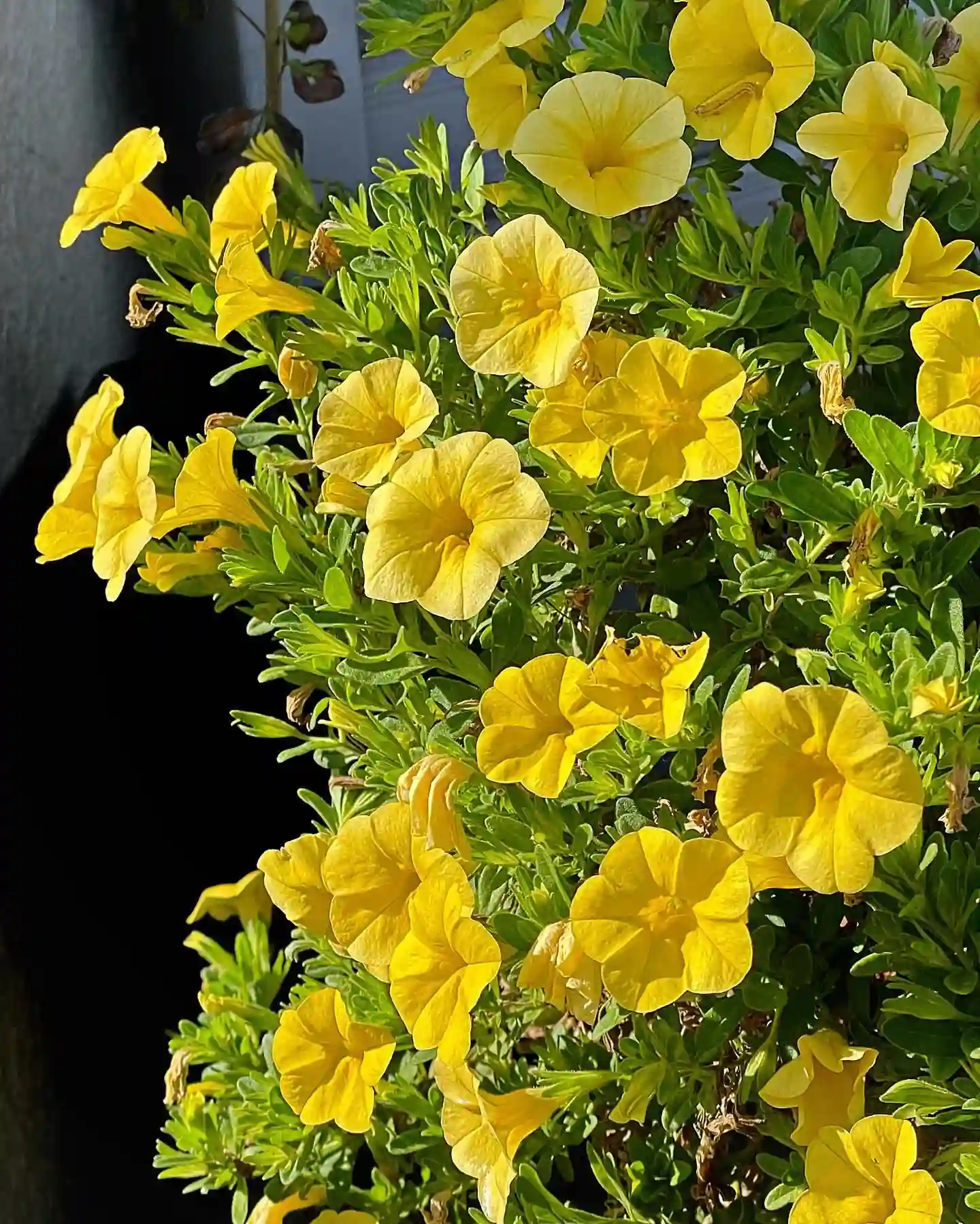 Plant FAQs Calibrachoa