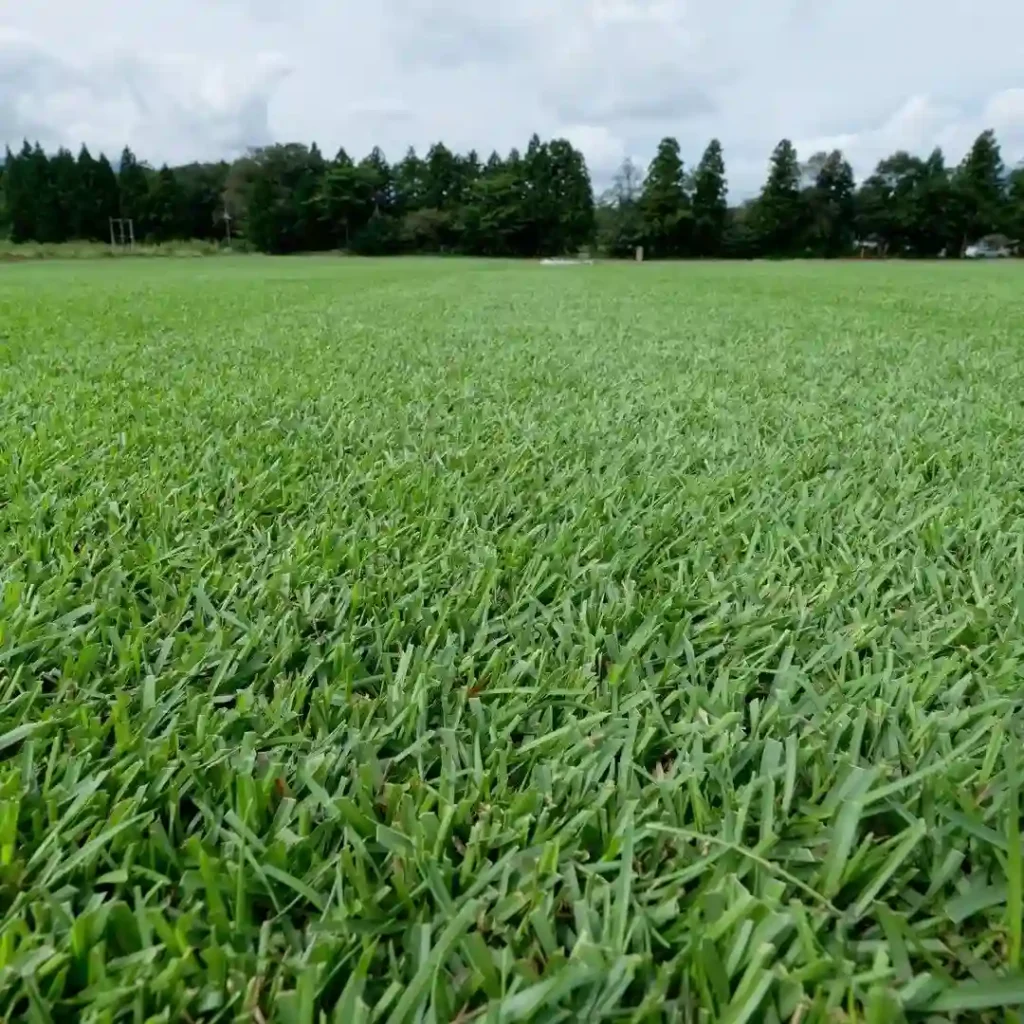 Centipede Grass