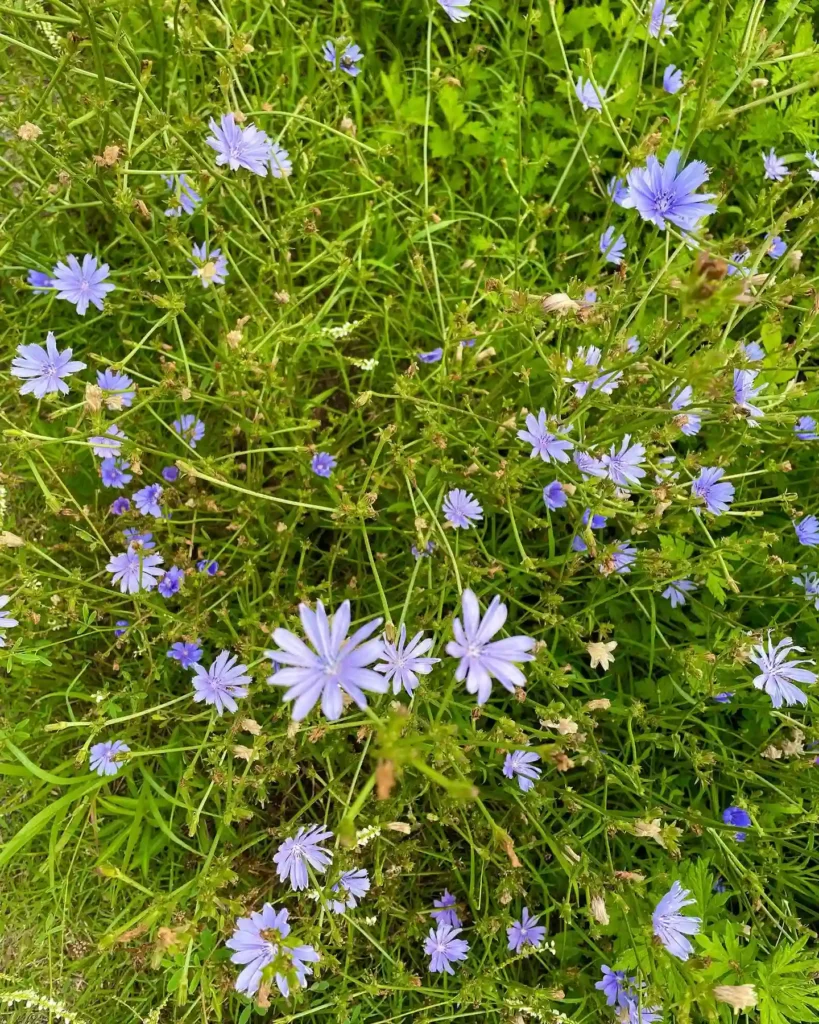 Chicory