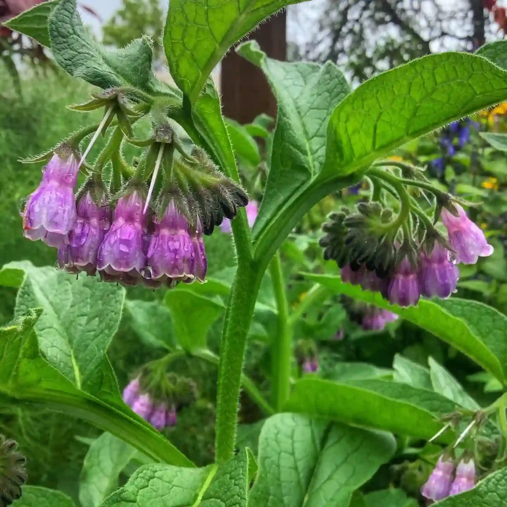 Comfrey