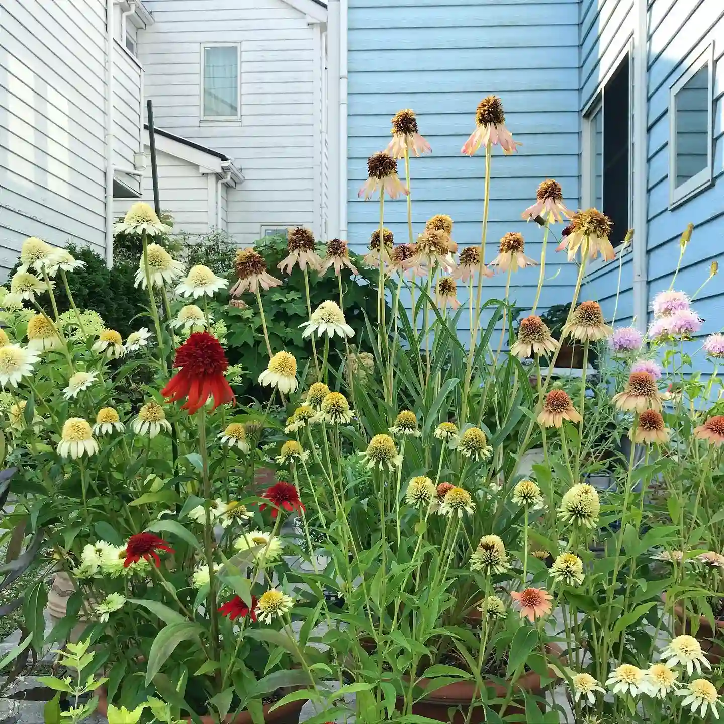 Plant FAQs Coneflower