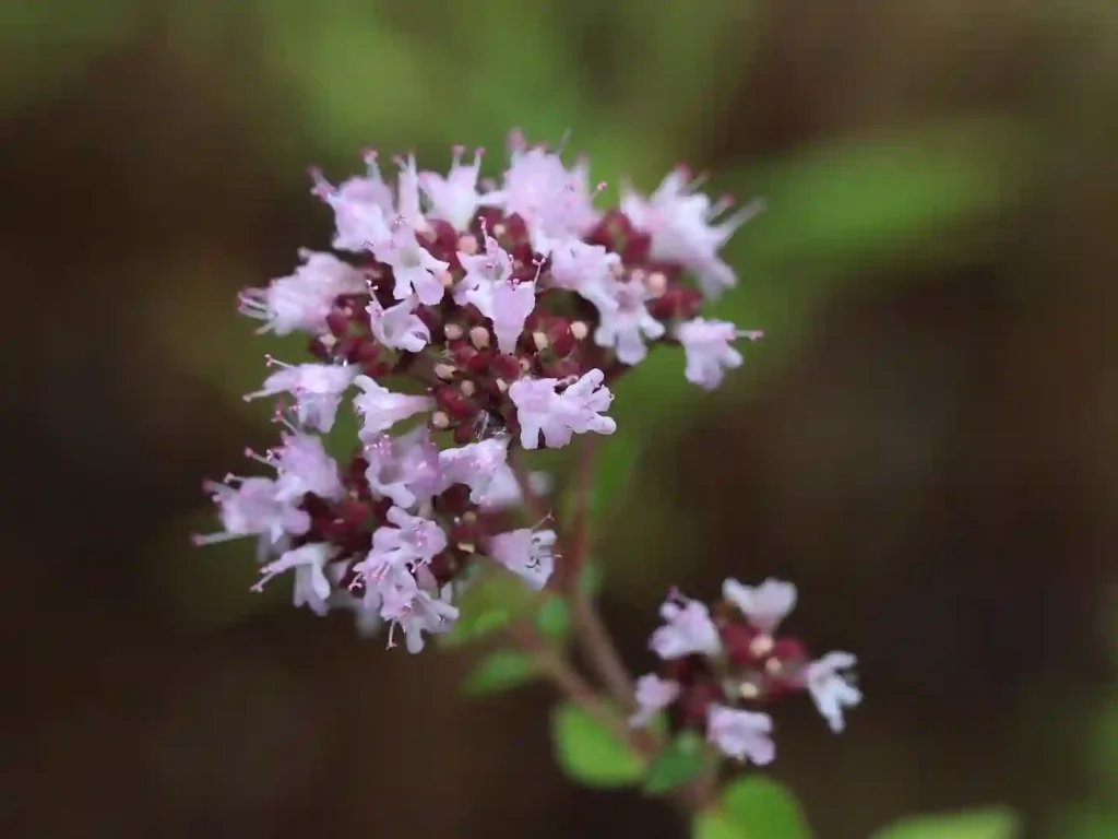 Creeping Thyme