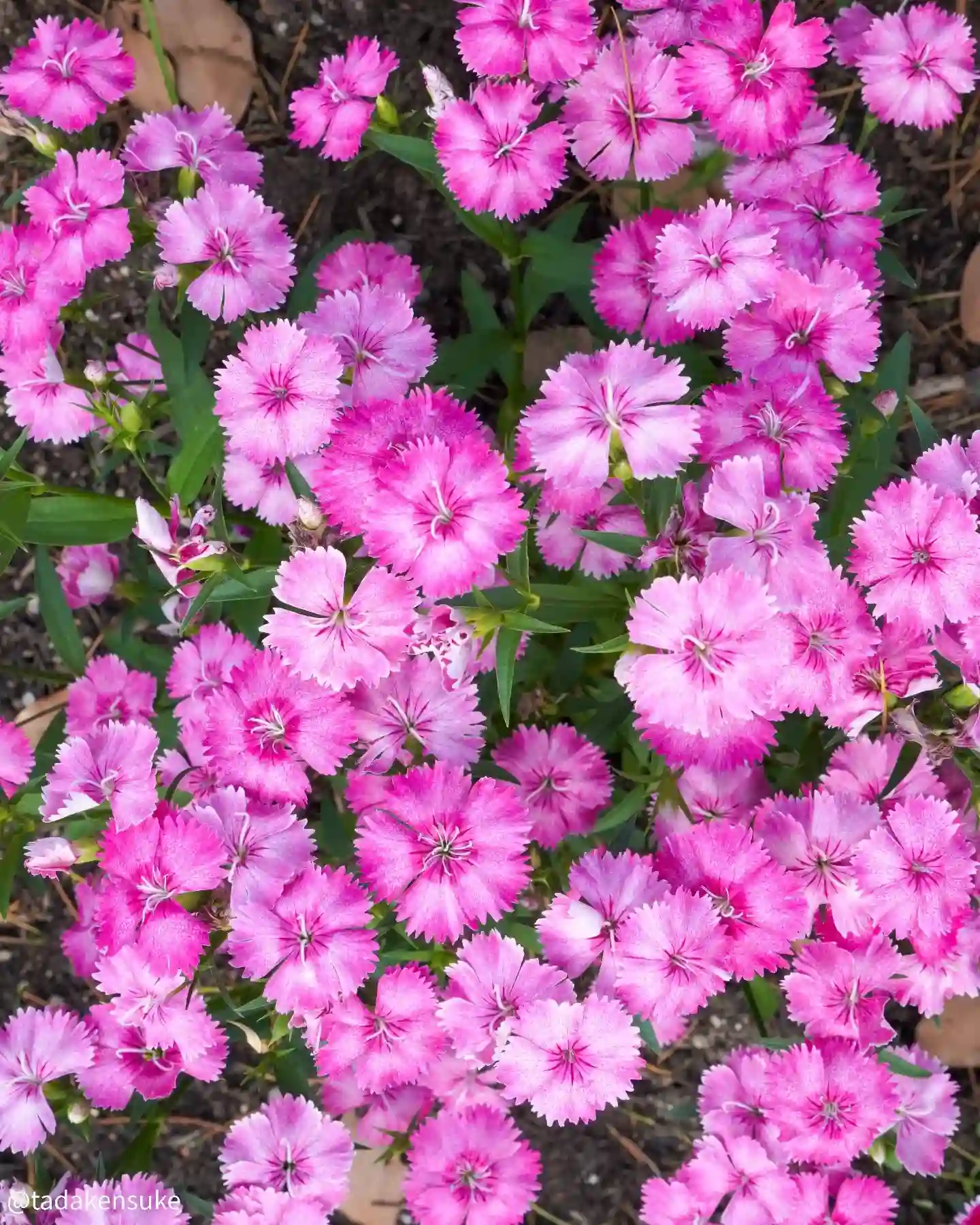 Dianthus