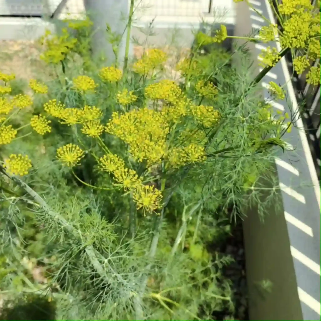 Dill Plant