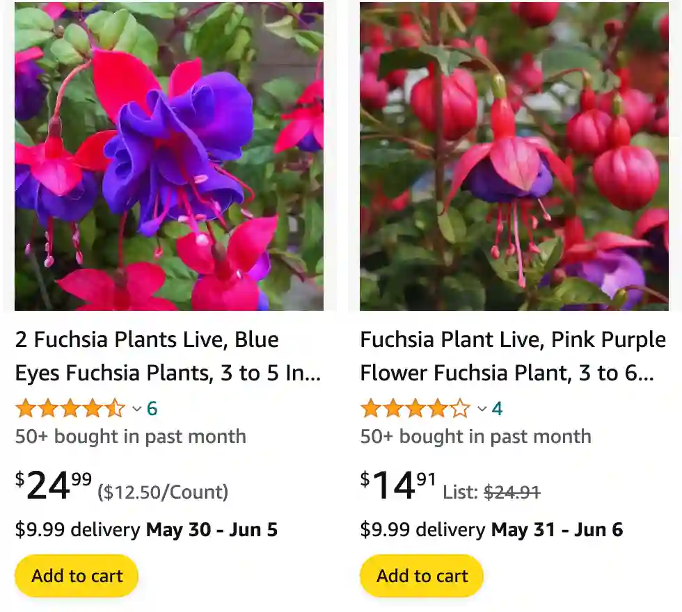 Fuchsia Plant | Monsteraholic