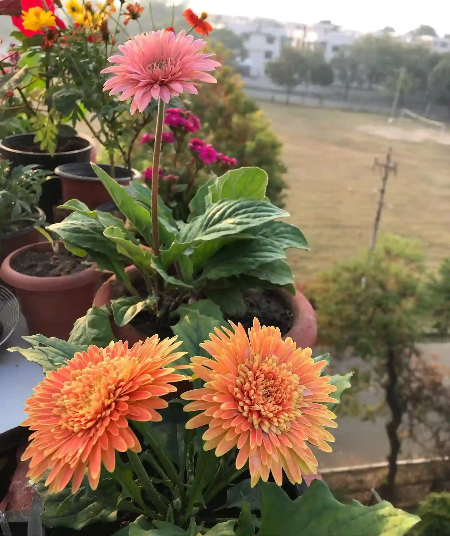 Plant FAQs Gerbera Daisy