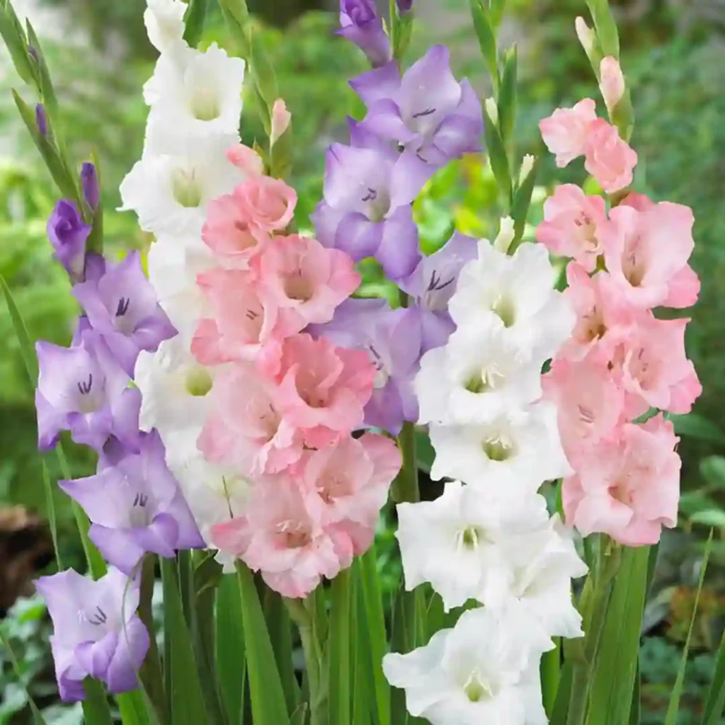 Gladiolus