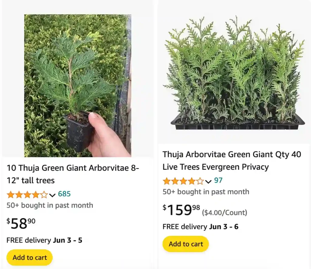 Green Giant Arborvitae amazon | Monsteraholic