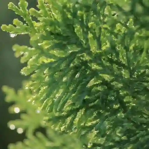 Green Giant Arborvitae