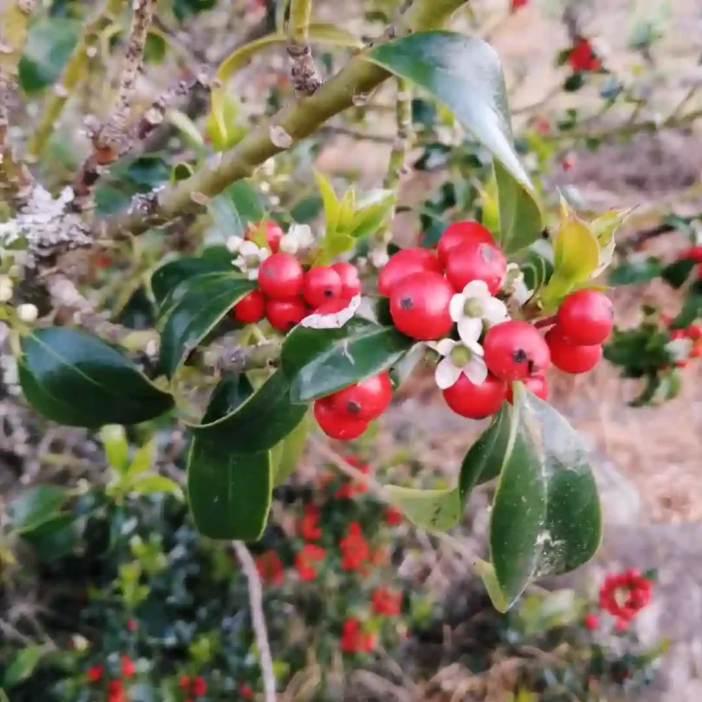 Holly Tree