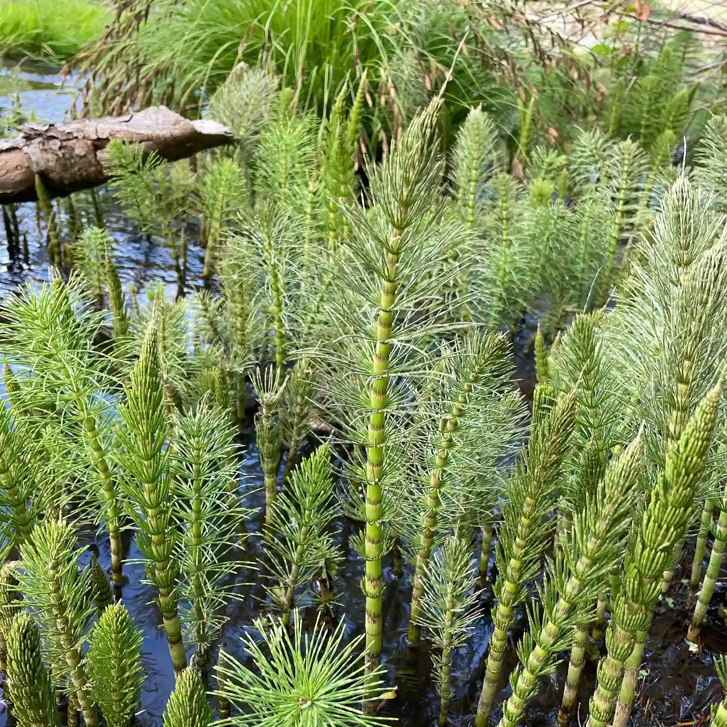 Horsetail