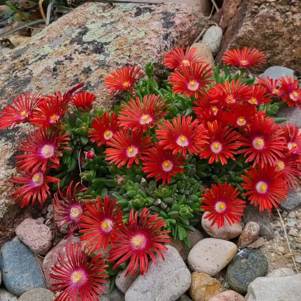 Ice Plant