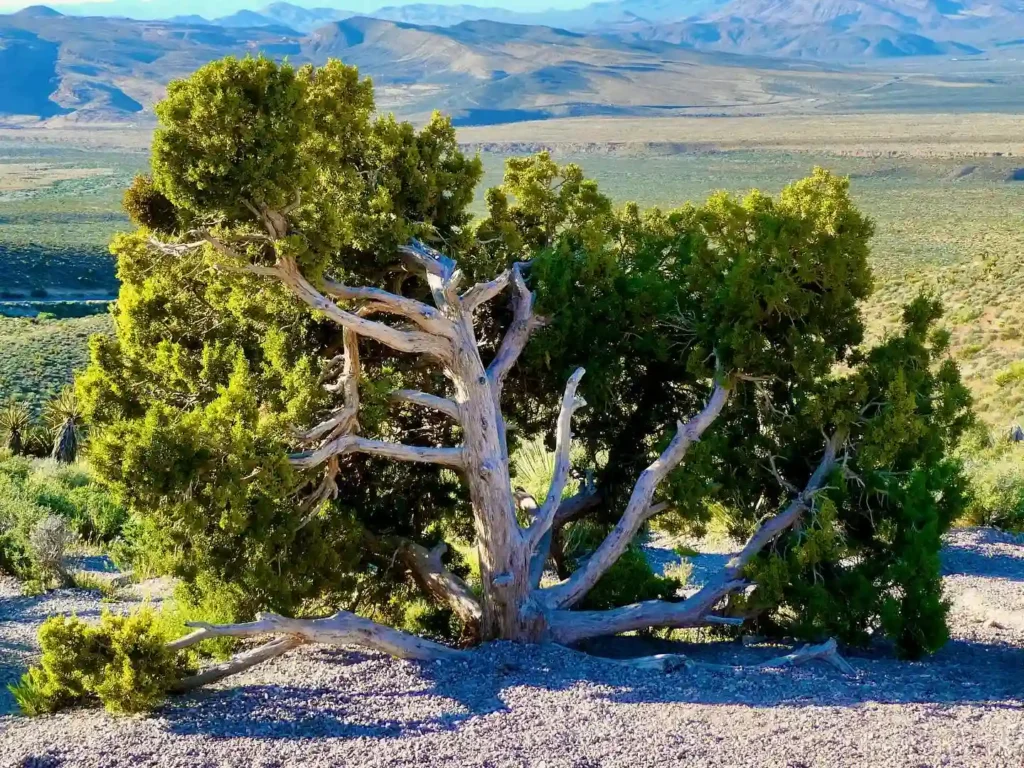 Juniper Tree