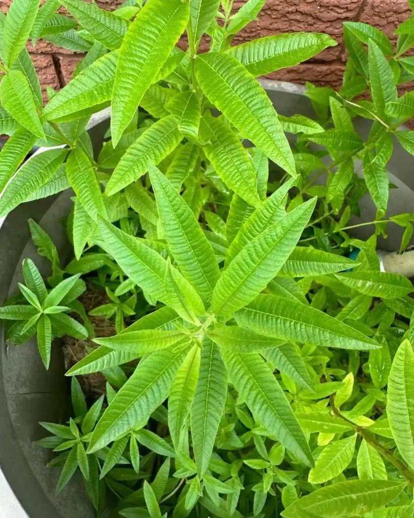 Lemon Verbena