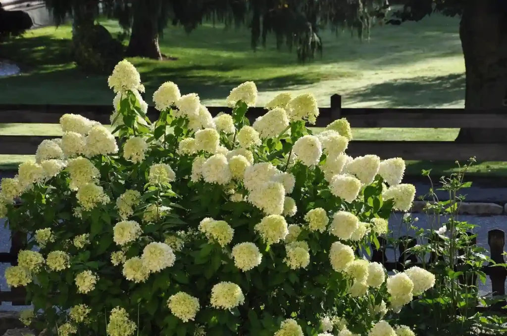 Limelight Hydrangea