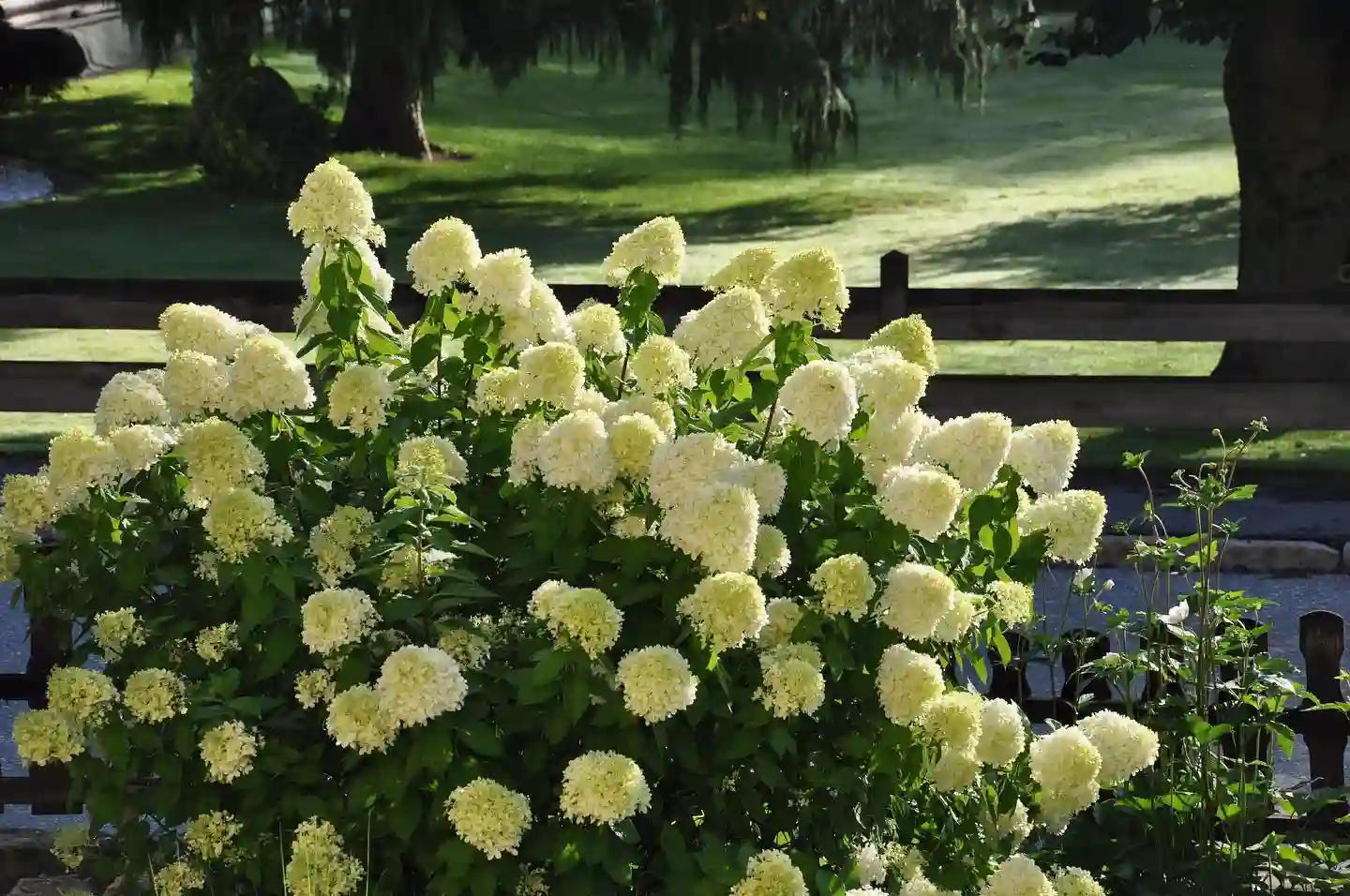 Plant FAQs Limelight Hydrangea