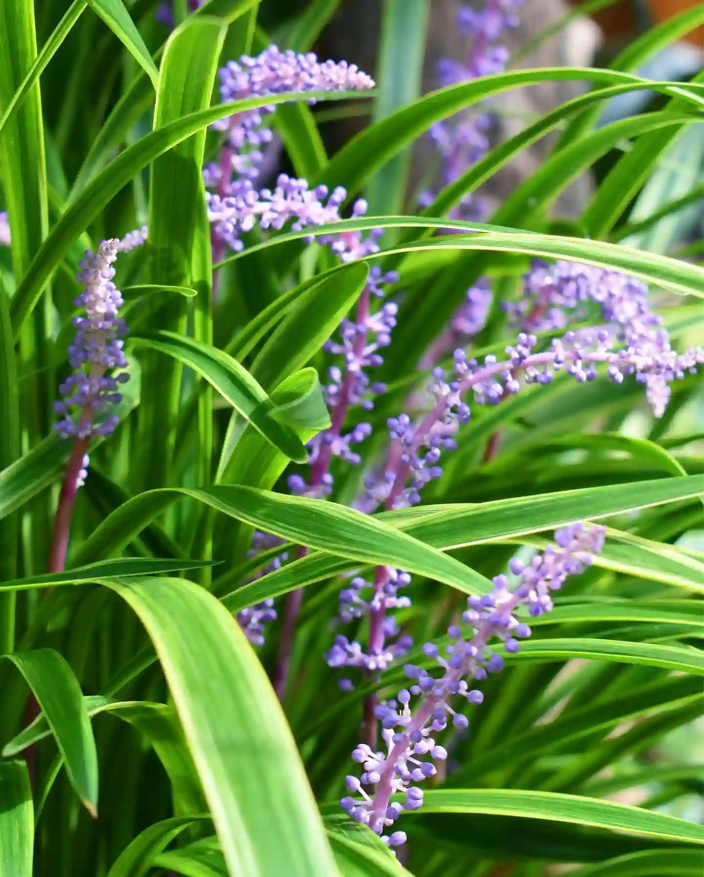 Liriope