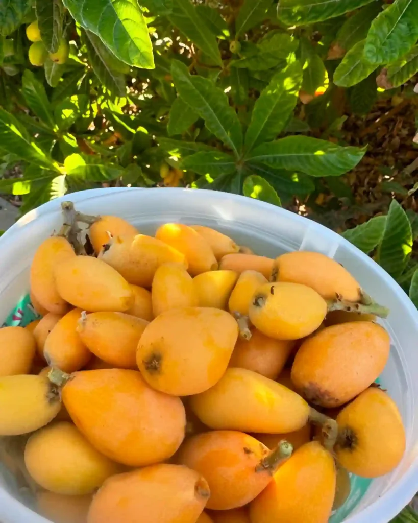 Loquat