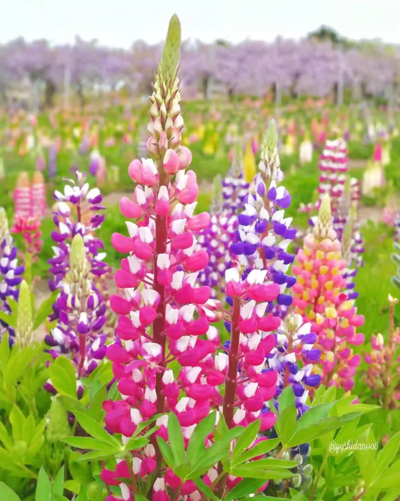 Lupine