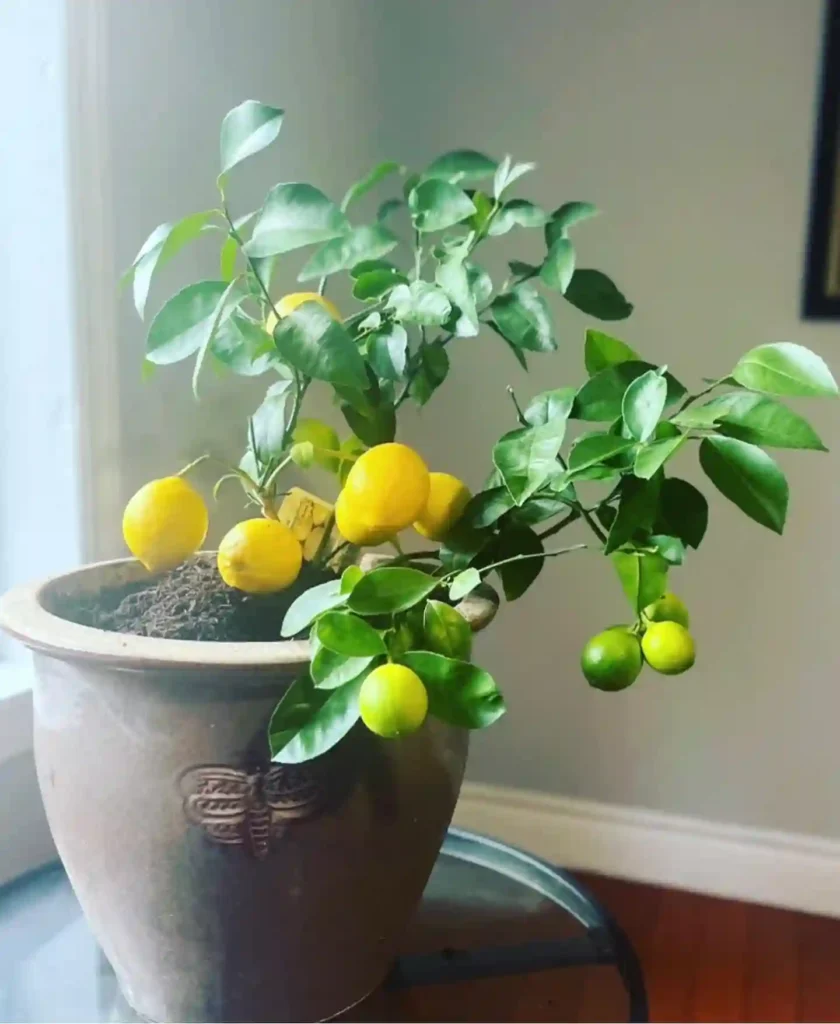 Meyer Lemon Tree