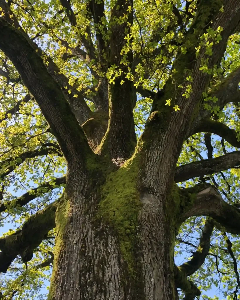 Oak Tree