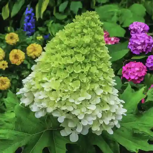 Oakleaf Hydrangea