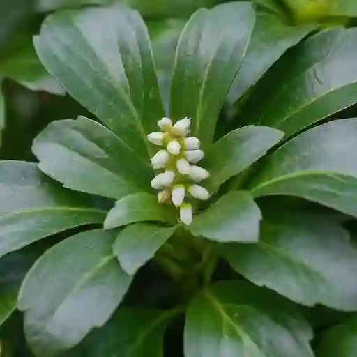 Pachysandra