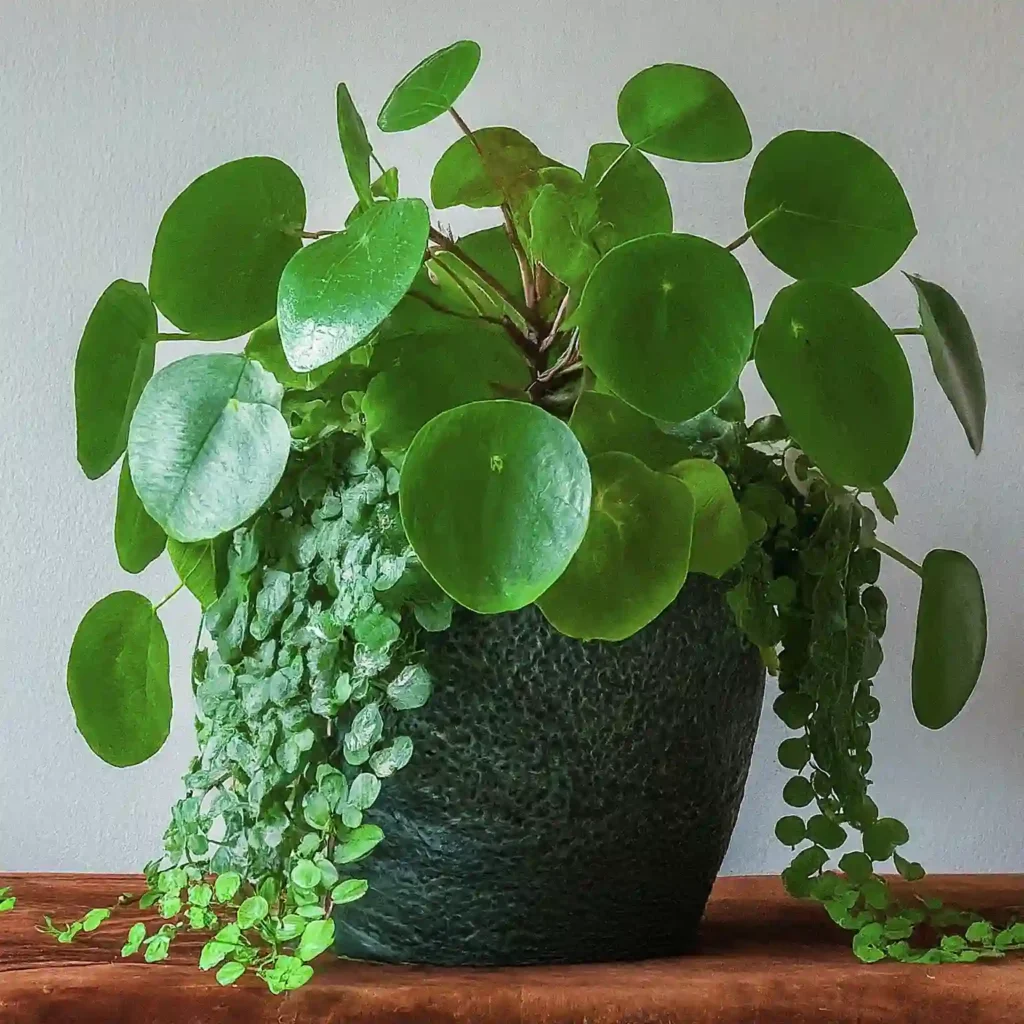 Pilea