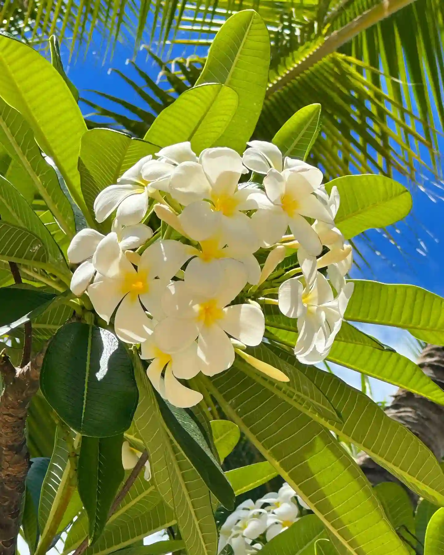 Plant FAQs: Plumeria