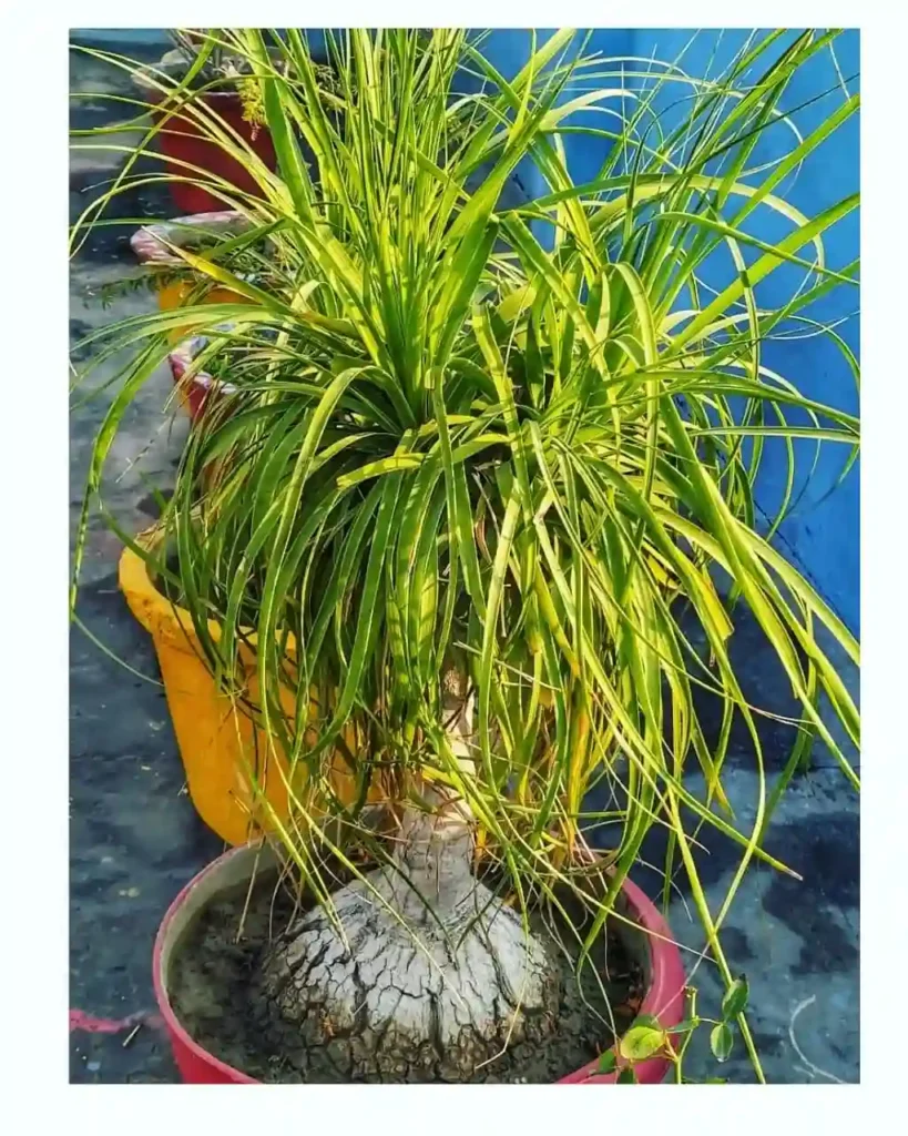 Ponytail Palm