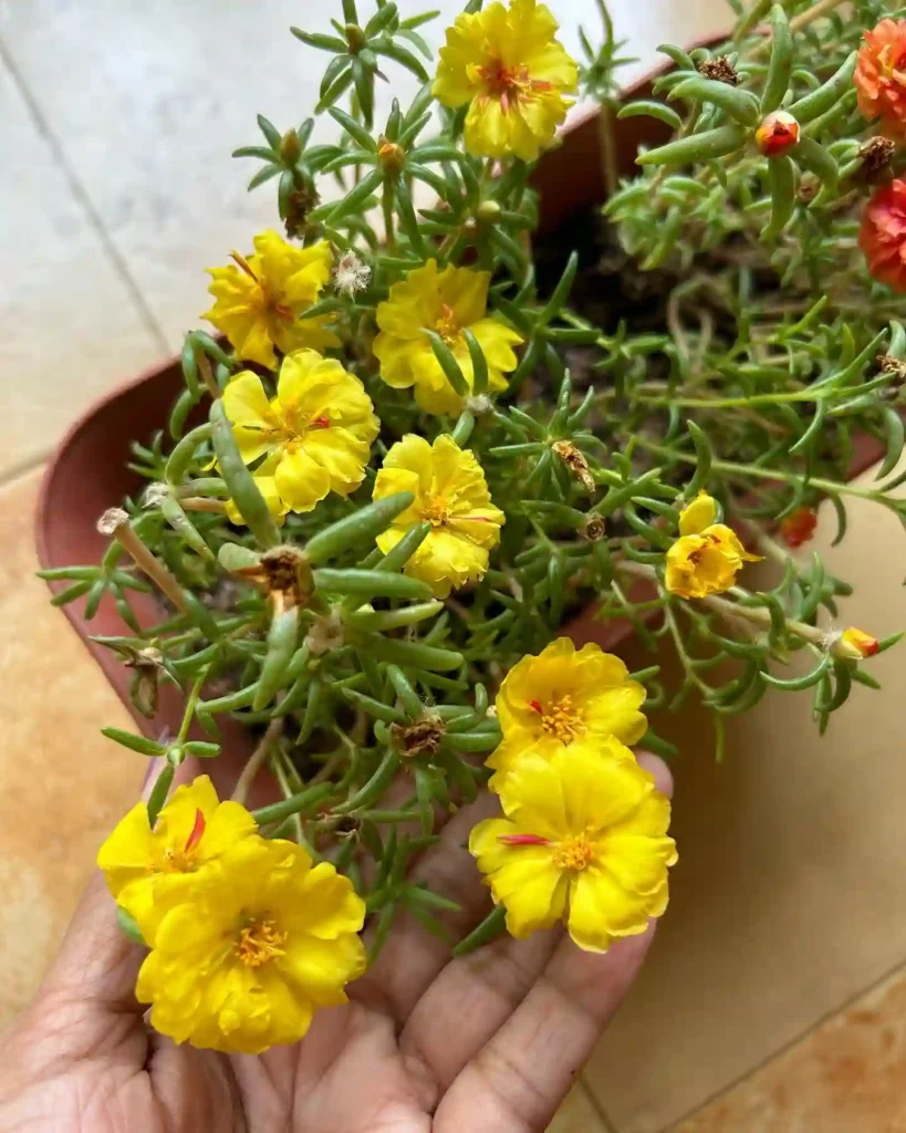 Plant FAQs: Portulaca