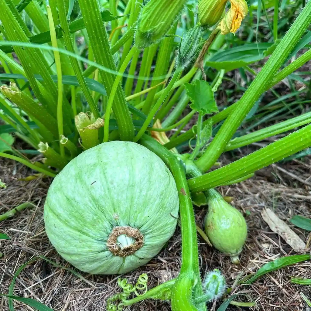 Pumpkin Plant