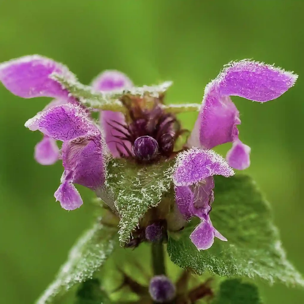 Purple Dead Nettle