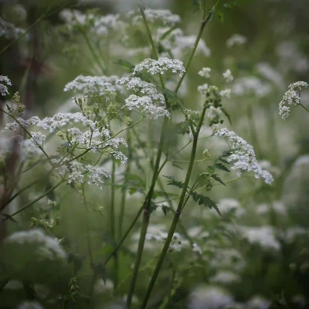 Plant FAQs: Queen Anne’s Lace