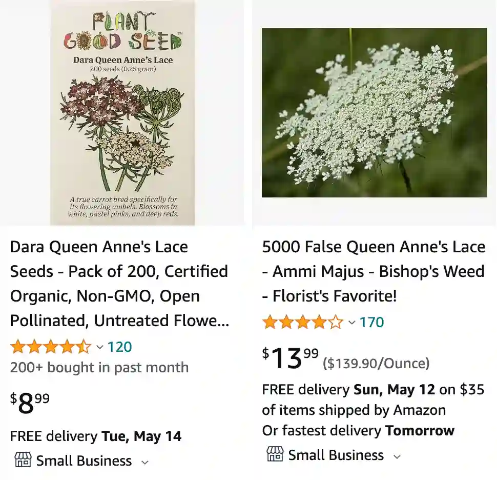 Queen Annes Lace | Monsteraholic