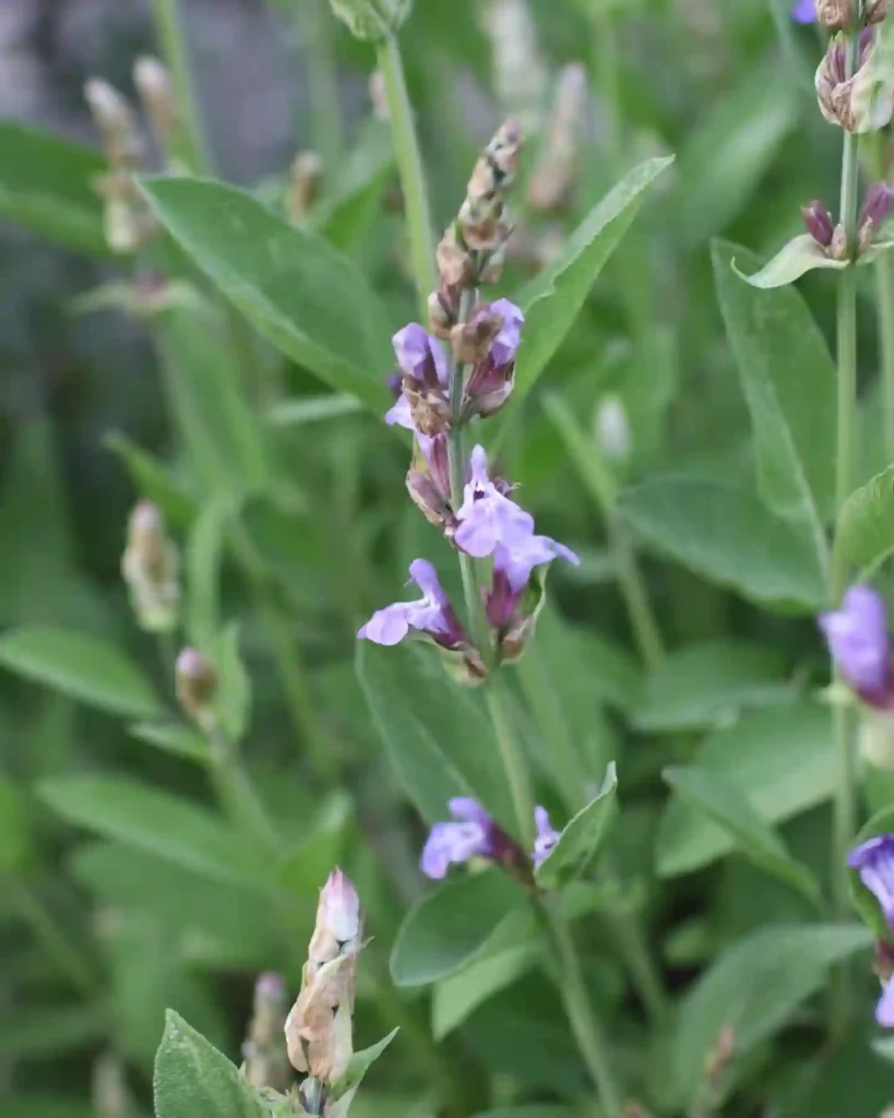 Sage Plant