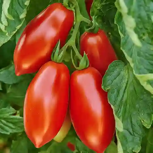 San Marzano Tomato