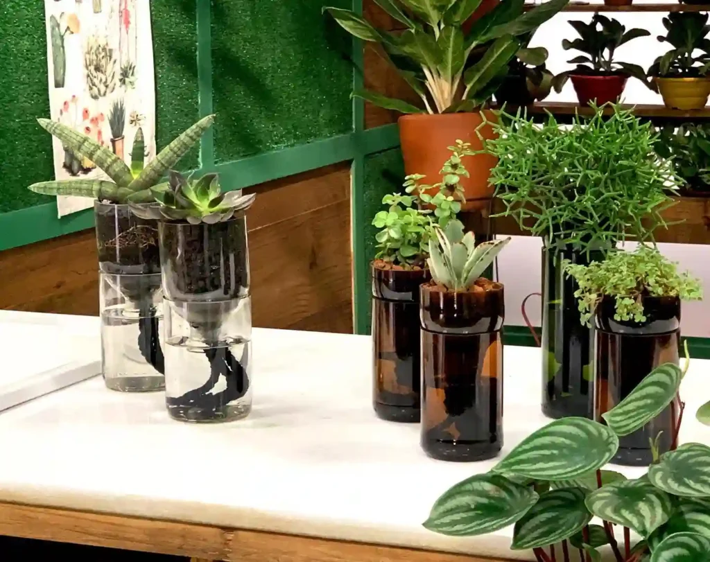 Plant FAQs: Self Watering