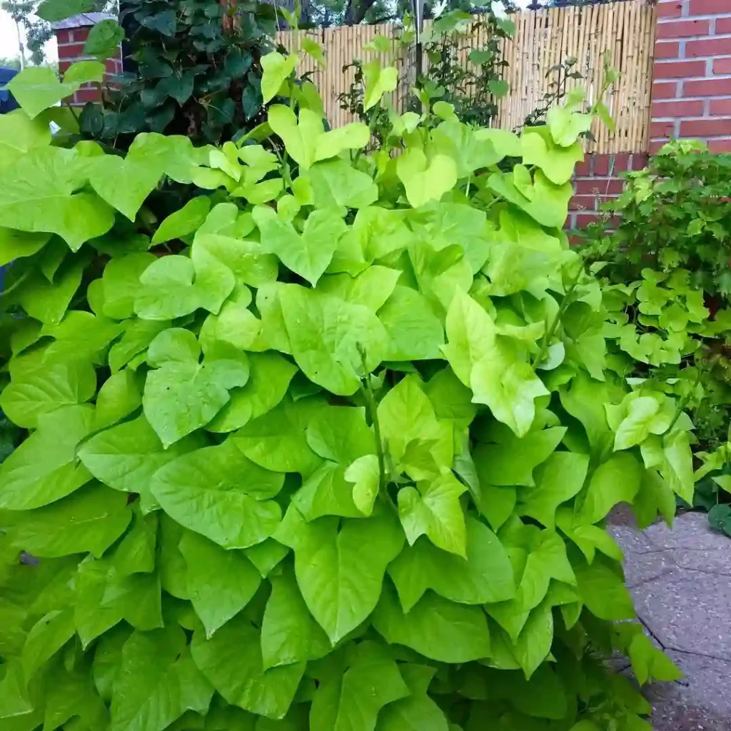 Plant FAQs: Sweet Potato Vine