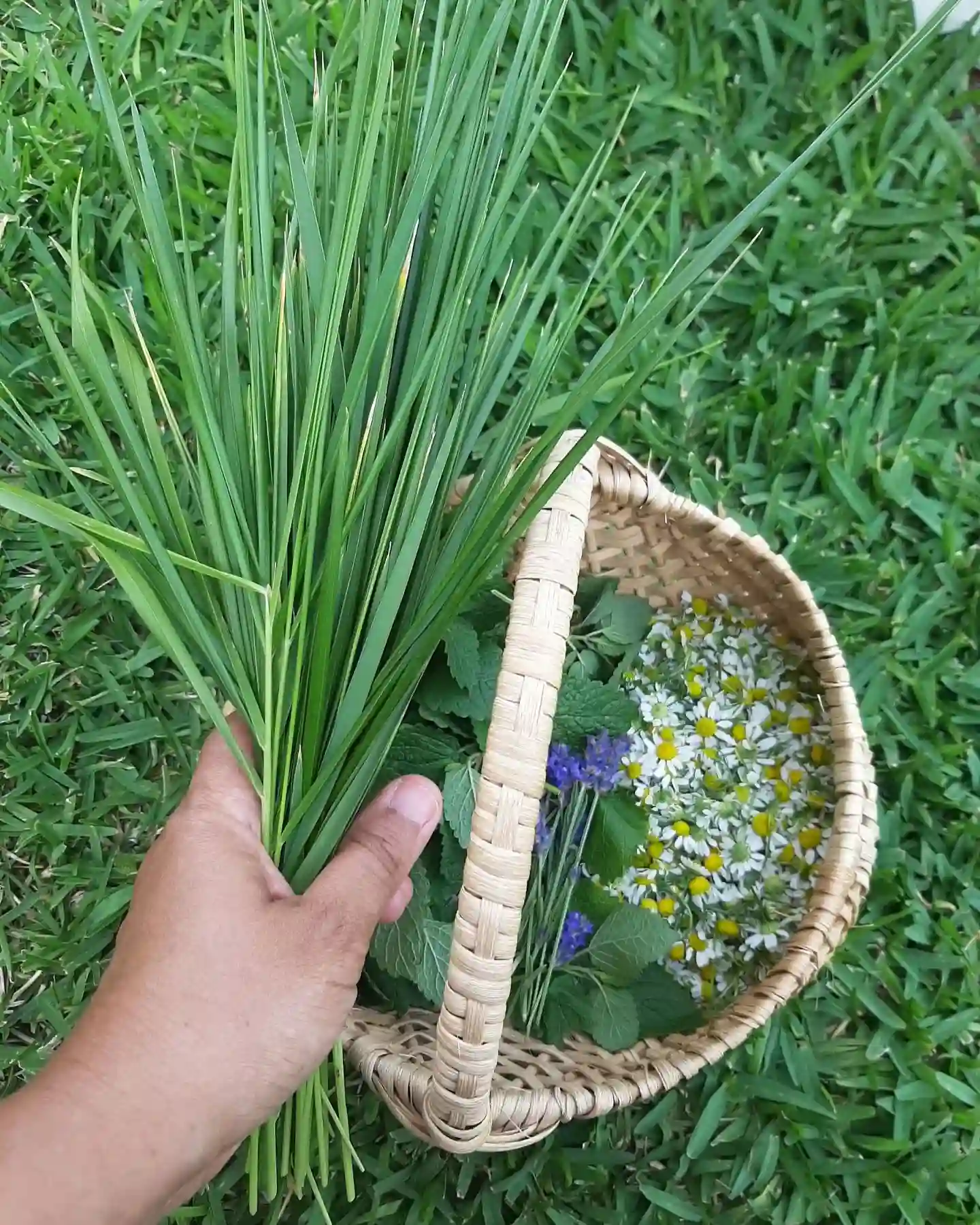 Plant FAQs: Sweetgrass