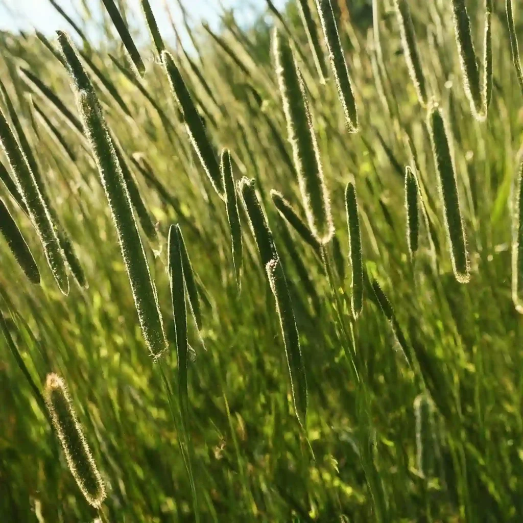 Timothy Grass