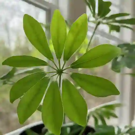 Umbrella Plant