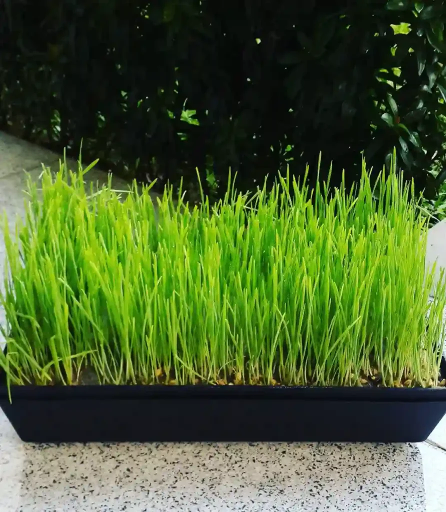 Plant FAQs: Wheatgrass