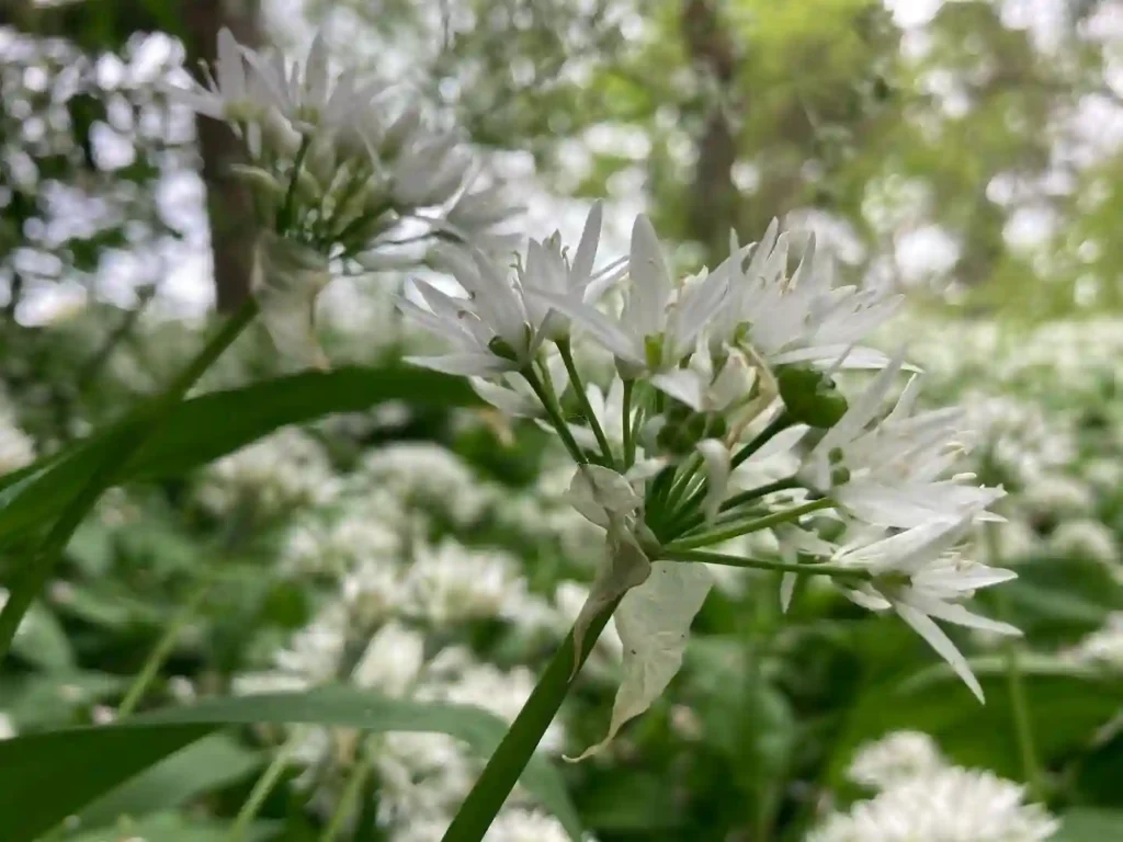 Wild Garlic