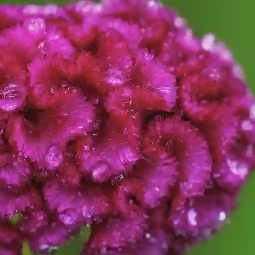 Celosia