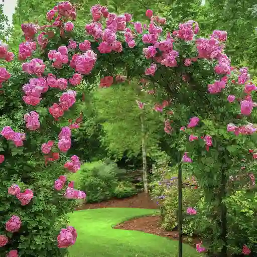 Plant FAQs: Climbing Roses