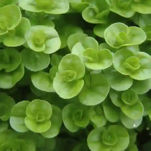 Creeping Jenny