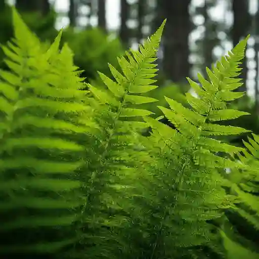 Ferns monsteraholic.com Plant FAQs | Monsteraholic