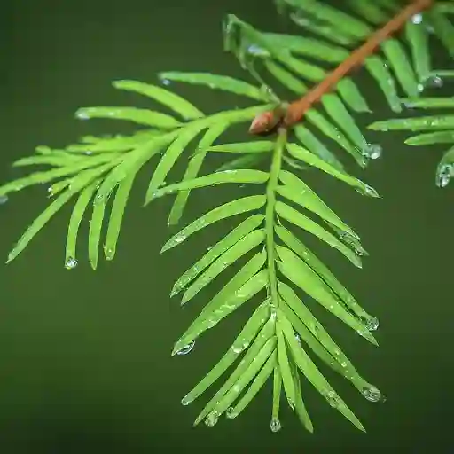 Hemlock Tree