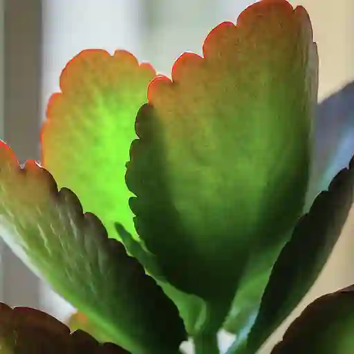 Kalanchoe